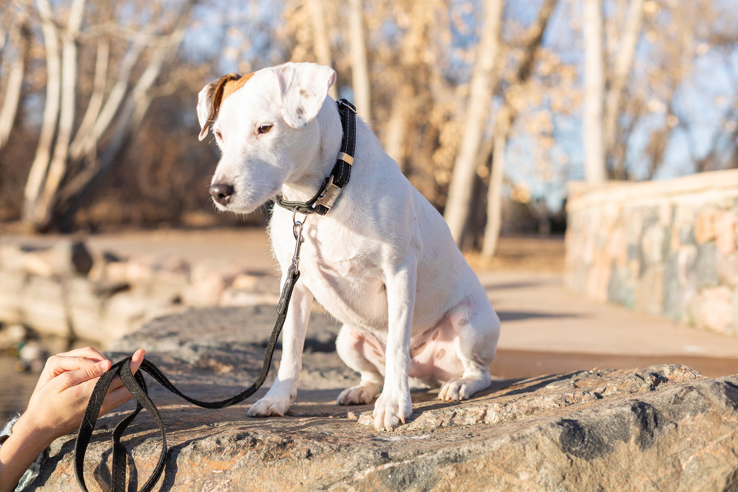 The Ranch Hand Full-Grain Leather Dog Collar