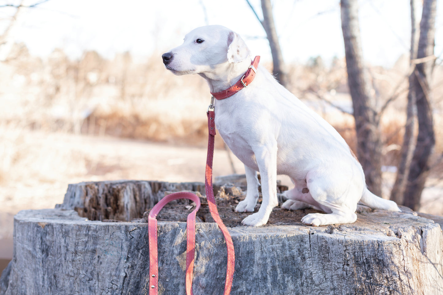 The Ranch Hand Full-Grain Leather Dog Collar