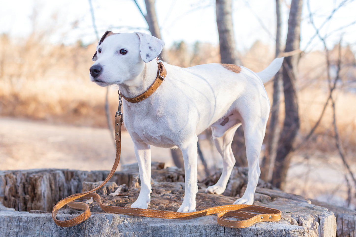 The Ranch Hand Full-Grain Leather Dog Collar