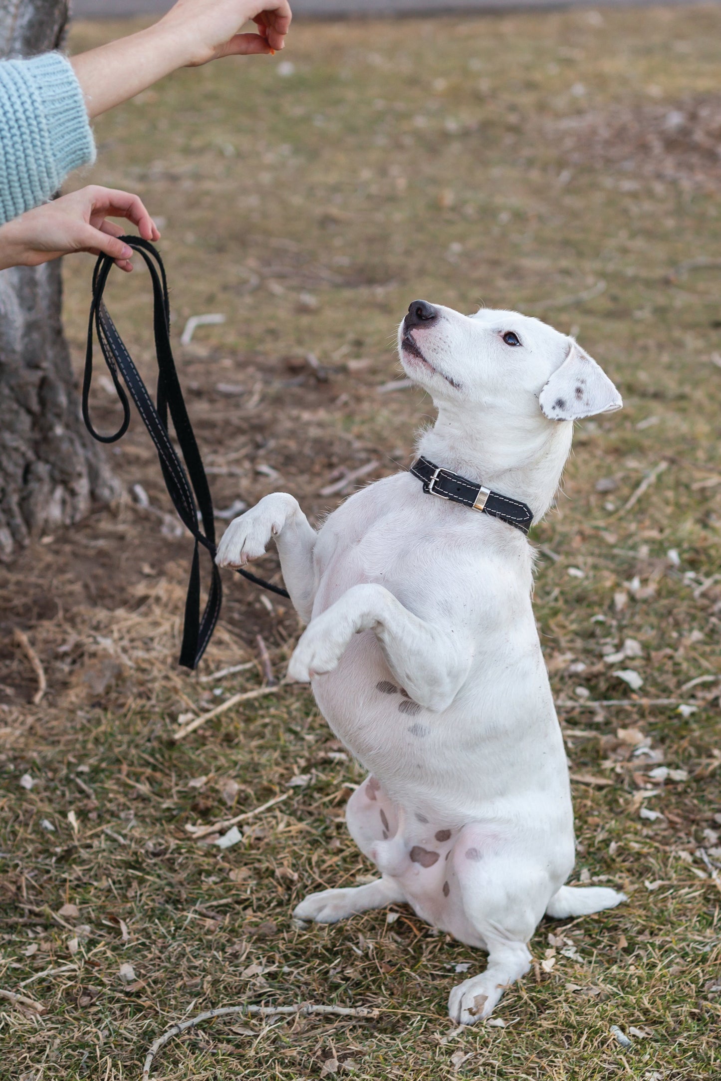 The Ranch Hand Full-Grain Leather Dog Collar