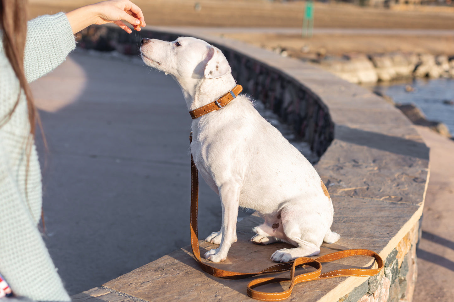 The Ranch Hand Full-Grain Leather Dog Collar