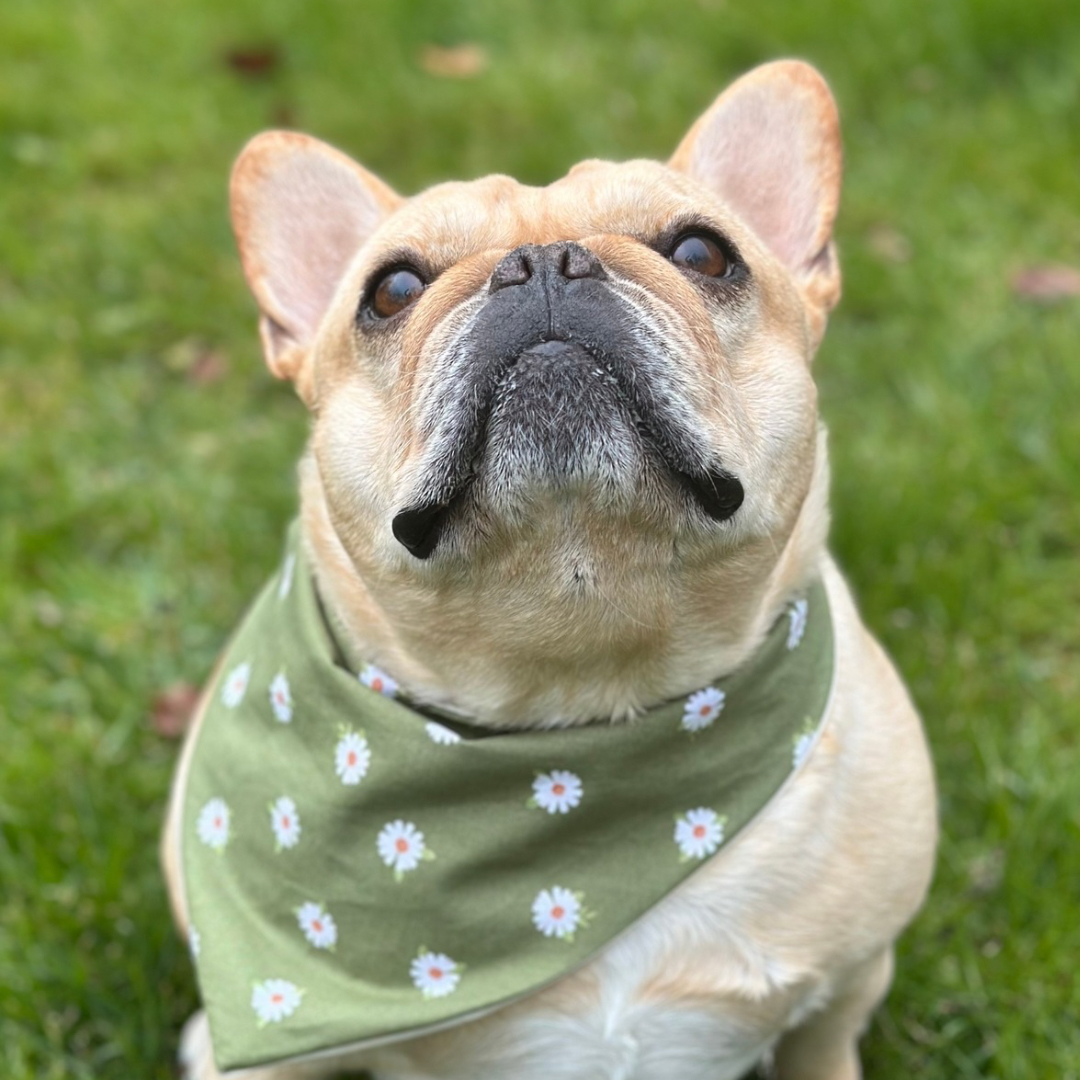 The Daisy Mae Dog Bandana