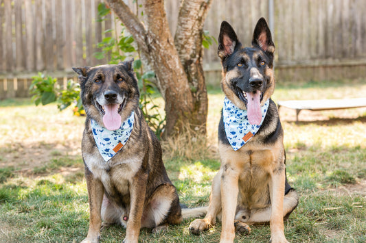 Blue Trail Adjustable Dog Bandana