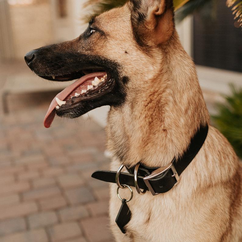 Bridle & Bone™ Personalized Full-Grain Leather Dog Collar with Matching Name Tag – Handmade in USA