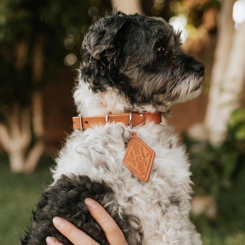 Bridle & Bone™ Personalized Full-Grain Leather Dog Collar with Matching Name Tag – Handmade in USA