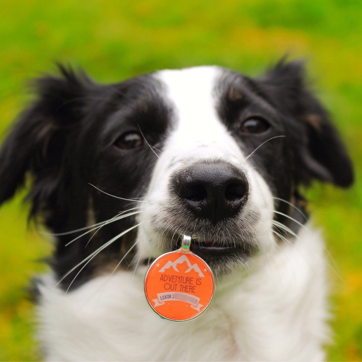 Personalized Adventure Dog Tag | Custom Pet ID Tag (Name & Phone) | Durable Outdoor Style